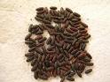 Blue Bottle Fly Pupae Roaches for sale Cape Cod Roaches