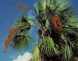 Image result for Acoelorrhaphe wrightii