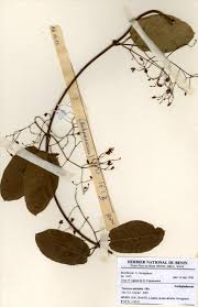 Image result for Tacazzea