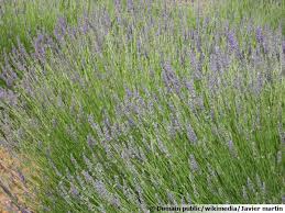Car quiconque a déjà été en provence connaît le parfum des champs de plantez alors la lavande dans un sol perméable et dans un endroit chaud et ensoleillé dans le jardin. Lavande Lavandula Lavandin Planter Cultiver Multiplier