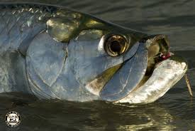 Is tarpon good to eat? 7 Must Know Tarpon Fly Fishing Tips For Beginners Yellow Dog