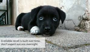 Has been added to your cart. 13 Simple Steps To Improve Your Dogs Recall Puppy Leaks
