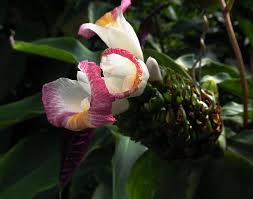 Image result for Costus afer