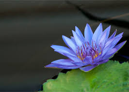 Maybe you would like to learn more about one of these? All About The Ancient Blue Lotus Organic India