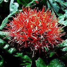 Image result for Scadoxus multiflorus