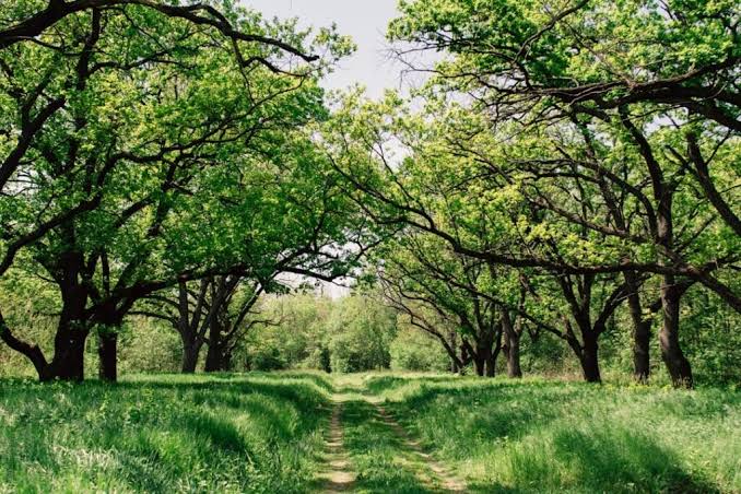 World Nature Conservation Day 2026: 28 July 2026 | Awareness Days