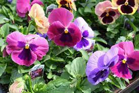 Pansy Matrix Coastal Sunrise Mix Pansies Flower Garden Flowers