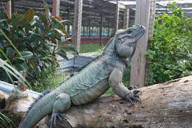 Rhino Iguana Of Ty Park S Iguana Animals Rhino