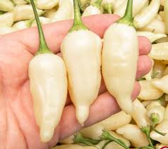 Image result for Capsicum baccatum