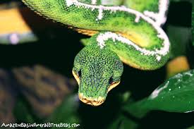 Amazon Basin Emerald Tree Boas Corallus Batesii Etb Breeding Site