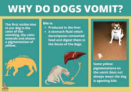 Check spelling or type a new query. Ultimate Guide To Understanding Yellow Puke In Dogs Bark For More