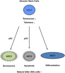 Diana adha bte mohd abidnur syahda bte mohd latifsusunan. Pulmonary Alveolar Stem Cells Undergo Senescence Apoptosis And Differentiation By P53 Dependent And Independent Mechanisms In Telomerase Deficient Mice Clinical And Experimental Pharmacology And Physiology X Mol