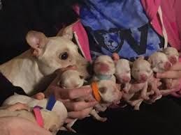 Tiny but fierce, their personality has a lot in common with terriers. World Record Olathe Chihuahua Gives Birth To 11 Puppies News Kctv5 Com