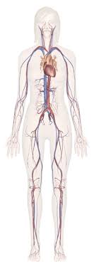 Groups of different tissues make up organs; Explore Human Anatomy Physiology And Genetics Innerbody