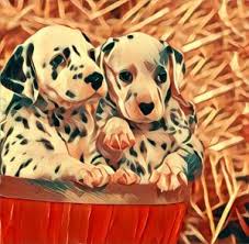 Süße baby tiere supersüßer welpe französiche bulldogge tiere hund süße tiere hundebabys babytiere haustiere hundebaby. Hund Traum Deutung