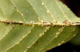 植物の栄養を吸い取る害虫 カイガラムシの生態と駆除方法 ボタニーク