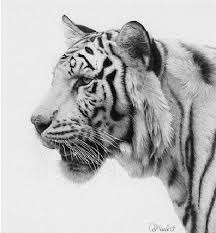Often, it is the unrealistic parts: Wildlife Realistic Drawings Of Nature Novocom Top