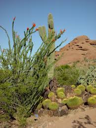 We did not find results for: Desert Botanical Garden Phoenix Spirit Of The West Magazine