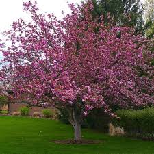 Check spelling or type a new query. Profusion Crabapple Tree Plantingtree