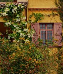 Image result for Strophanthus speciosus