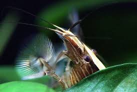 Bamboo Shrimp Care Compatibility Breeding Aquarium Requirements Shrimp Freshwater Aquarium Fish Aquarium