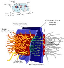 Check spelling or type a new query. Desmosome Wikipedia The Free Encyclopedia Cell Junction Cell Biology Biology
