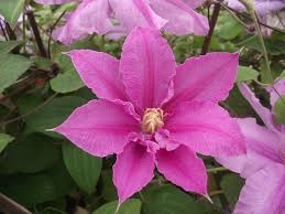 Pp 12,838 on 13 aug 2002 view uspto patent application no: Clematis Cultivars By Alphabet Wikimedia Commons