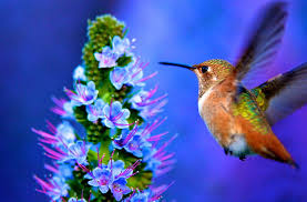 Cute seamless pattern with small birds and flowers. Hummingbird Pride Of Madeira Flowers Animals Birds Nature Flying Bird Hd Wallpaper Wallpaperbetter