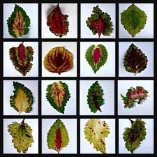 Pin On Coleus