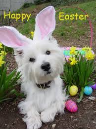 Happy Easter Easter Dog Westies Easter Pets