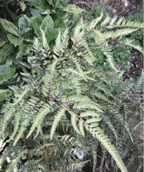 Image result for Athyrium newtonii