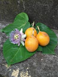 Image result for Passiflora ligularis