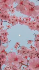 Check spelling or type a new query. æ‰‹æœºå£çº¸ Sakura Wallpaper Facebook