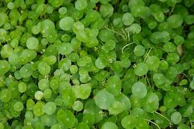 Image result for Hydrocotyle mannii
