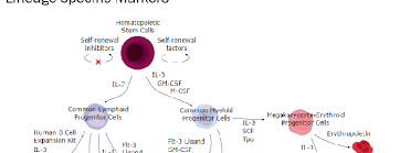 Explore personal development books with scribd. Human Tnf Alpha Duoset Elisa Dy210 05 R D Systems