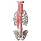 The trapezius muscle attached to the lateral 1/3 of the clavicle. Deep Back Muscles Anatomy Innervation And Functions Kenhub