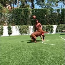 Hit the follow button for all the latest on lionel andrés messi! Messis Monster Hund Hulk Bravo