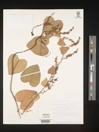 Image result for Cissampelos mucronata