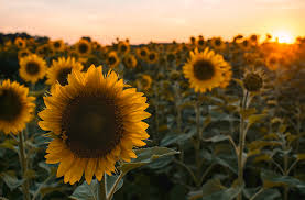 Make 16 dc into magic ring. Gorgeous Sunflower Sunset Photograph By Tailor Hartman
