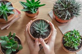 The roots of cacti are also able to quickly adapt to fluctuations in the plant's water supply. Why Succulents Make Such Good Houseplants