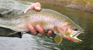 Brook trout are fast developing fish. Native Trout Are Returning To America S Rivers Science Smithsonian Magazine