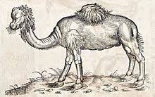 They are reservoirs of fatty tissue. Dromedary Wikipedia