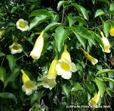 Image result for Hyparrhenia anemopaegma