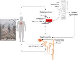 Effects Of Environmental Cadmium And Lead Exposure On Adults Neighboring A Discharge Evidences Of Adverse Health Effects Sciencedirect