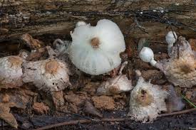 Image result for Lepistemon owariensis