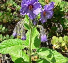 Image result for Solanum wrightii