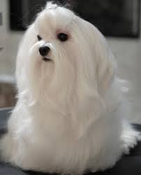Absolutely Gorgeous But Oh The Maintenance I Think Maltese Are Happier With Short Hair Their Hair Mats Easily Just Too Cute Maltes Caes Gatos