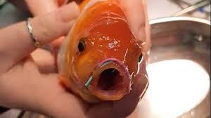 Distribuez un complément végétal régulier. Un Poisson Rouge Subit Une Intervention Chirurgicale De La Machoire Video