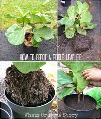 The celeste is ideal for small yards and containers. Fiddle Leaf Fig Tree Care Whats Ur Home Story
