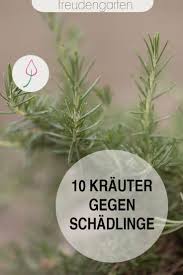 Krauter Gegen Schadlinge In 2020 Schadlinge Im Garten Garten Landschaftsbau Garten Pflanzen